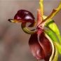 Flying Duck Orchid 400 Seeds