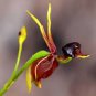 Flying Duck Orchid 400 Seeds