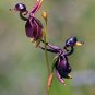 Flying Duck Orchid 400 Seeds