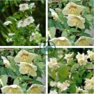 Philadelphus coronarius Mock Orange Flower 40 Seeds