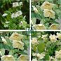 Philadelphus coronarius Mock Orange Flower 40 Seeds