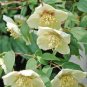 Philadelphus coronarius Mock Orange Flower 40 Seeds