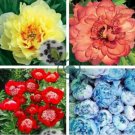 Peony Seeds Double Flowers 40 Seeds