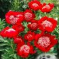 Peony Seeds Double Flowers 40 Seeds