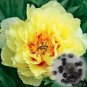 Peony Seeds Double Flowers 40 Seeds