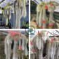 Unique Cactus Cleistocactus Colademononis 200 Seeds