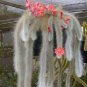 Unique Cactus Cleistocactus Colademononis 200 Seeds
