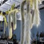 Unique Cactus Cleistocactus Colademononis 200 Seeds