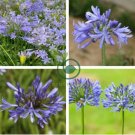 Agapanthus Africanus Flower 200 Seeds