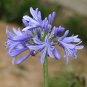 Agapanthus Africanus Flower 200 Seeds