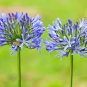 Agapanthus Africanus Flower 200 Seeds