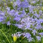 Agapanthus Africanus Flower 200 Seeds