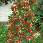 Climbing Strawberry Plant 800 Seeds