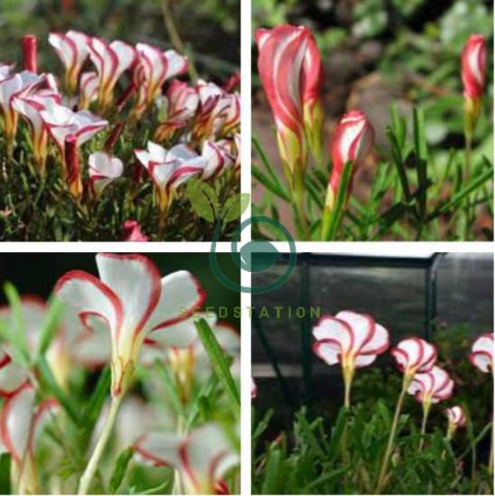 Rare Oxalis Versicolor Candy Cane Sorrel 200 Seeds