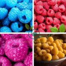 Rare Raspberry Mixed Color Fruit 2000 Seeds