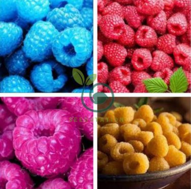 Rare Raspberry Mixed Color Fruit 2000 Seeds