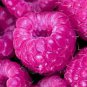 Rare Raspberry Mixed Color Fruit 2000 Seeds