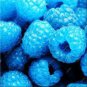 Rare Raspberry Mixed Color Fruit 2000 Seeds