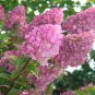 'Vanilla Strawberry' Hydrangea Flower 40 Seeds