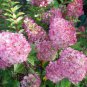 'Vanilla Strawberry' Hydrangea Flower 40 Seeds