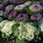 Kale Flowering Ornamental Cabbage Flower 200 Seeds