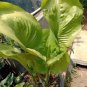 Hosta 400 Seeds