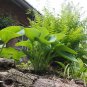 Hosta 400 Seeds