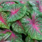 Japanese Caladium Bicolor 200 Seeds