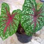 Japanese Caladium Bicolor 200 Seeds