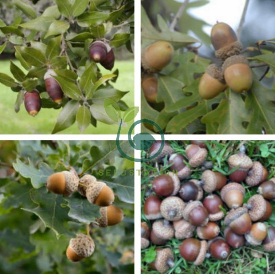 Oak Tree Bonsia Shrub 20 Seeds