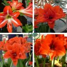 Amaryllis Orange Red Color 200 Seeds