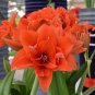 Amaryllis Orange Red Color 200 Seeds