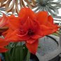 Amaryllis Orange Red Color 200 Seeds