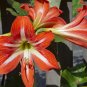 Amaryllis Orange Red Color 200 Seeds