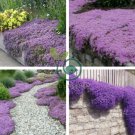 Creeping Thyme 400 Seeds