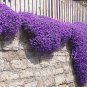 Creeping Thyme 400 Seeds