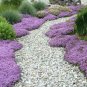 Creeping Thyme 400 Seeds