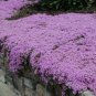 Creeping Thyme 400 Seeds