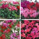 Florist's Cyclamen Rose Red Flowers 10 Seeds