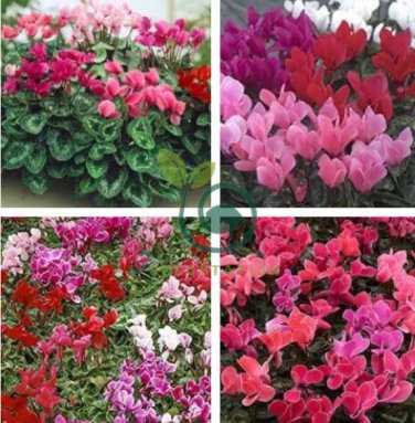 Florist's Cyclamen Rose Red Flowers 10 Seeds