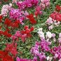Florist's Cyclamen Rose Red Flowers 10 Seeds