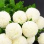 White Spice Snowball Flower 100 Seeds