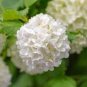 White Spice Snowball Flower 100 Seeds