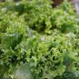 American Fast-growing Lettuce 240 Seeds