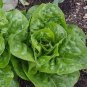 American Fast-growing Lettuce 240 Seeds