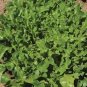 American Fast-growing Lettuce 240 Seeds
