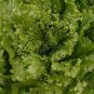 American Fast-growing Lettuce 240 Seeds