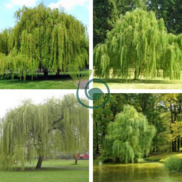 Salix Babylonica Tree 200 Seeds