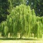 Salix Babylonica Tree 200 Seeds