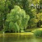 Salix Babylonica Tree 200 Seeds